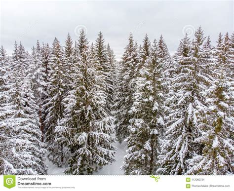 Evergreen Forest In Winter Stock Photo Image Of Snowflake 112060734