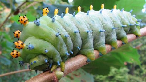 Big Caterpillars An Identification Guide To 15 Large Caterpillar