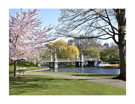 Boston Springtime In The Public Gardens Etsy