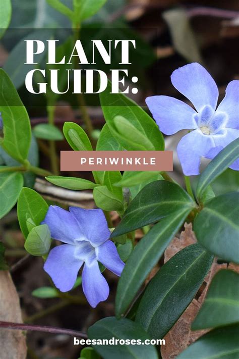 Plant Guide Periwinkle Plant Guide Plants Periwinkle Plant