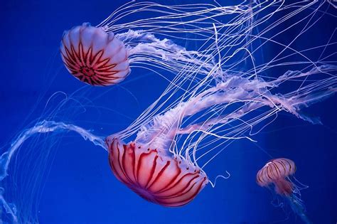How Many Species Of Jellyfish Are There Worldatlas