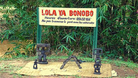 visiting lola ya bonobo sanctuary in dr congo congo safaris