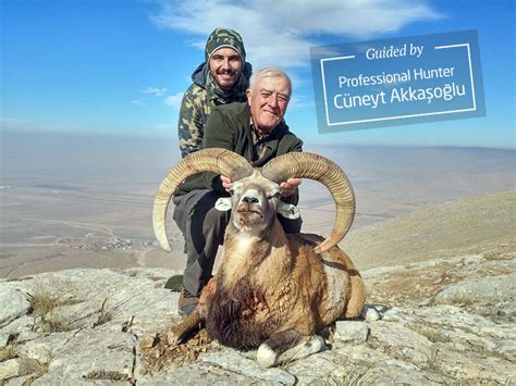 Konya Sheep Hunting In Turkey Hunting Sheep In Turkey Optimum
