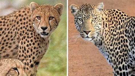 Cheetah Vs Leopard चीता और तेंदुए में कौन ताकतवर जानिए दोनों में 10