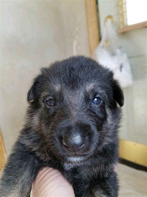Burgin Snowcloud German Shepherd Puppy For Sale Black And Tan Male Red