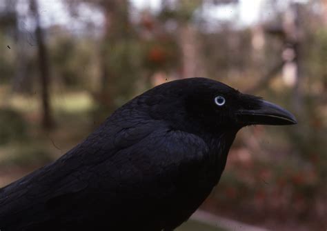 Torresian Crow Birds In Backyards