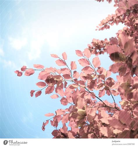Pink Pale Pink Environment A Royalty Free Stock Photo From Photocase