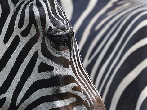 Zebra Stripes Explained The Independent The Independent