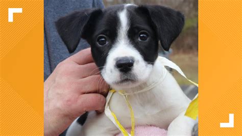 Puppy Adoption At Humane Society West Michigan