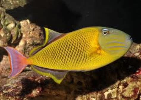 Redtail Triggerfish Information And Picture Sea Animals