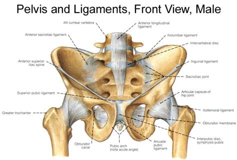 This arrangement gives the hip anatomy a large amount of motion needed for daily activities. Hip Pain - IM Reference