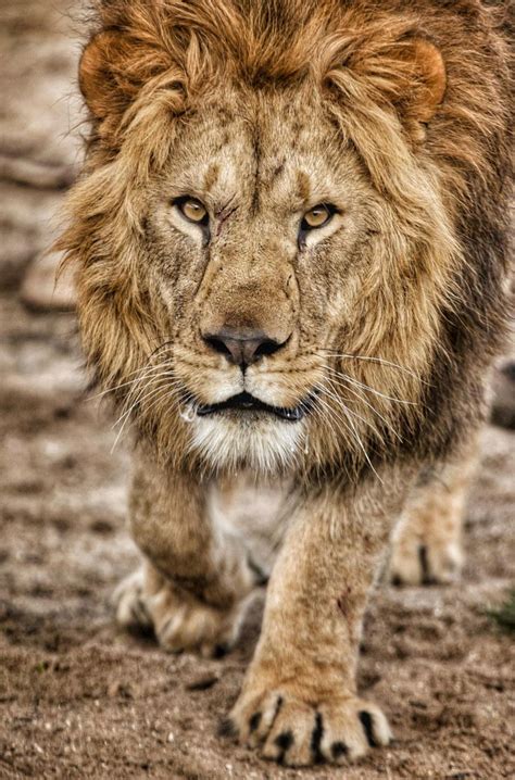 207 Best Lion Camp Images On Pinterest Big Cats San