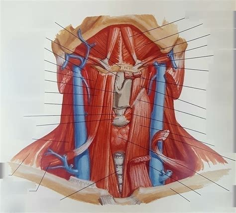 Infrahyoid And Suprahyoid Muscles Diagram Quizlet