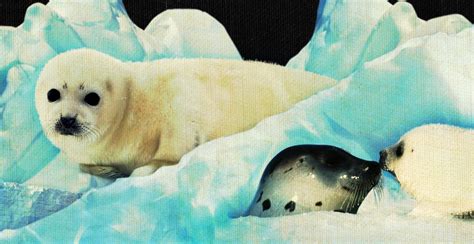 Baby Harp Seals Will No Longer Be Killed For Their Fur
