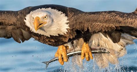 Perfectly Captured Moment Photos Show A Bald Eagle Catching A Fish