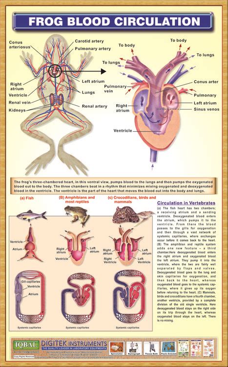 Frog Blood Circulation System Iqbal Scientific Store