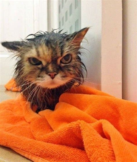 Ten Angry Wet Cats You Might Want To Hide From Pretty Cats Cats Wet Cat