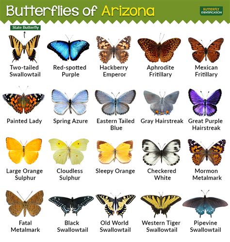 Types Of Butterflies In Arizona