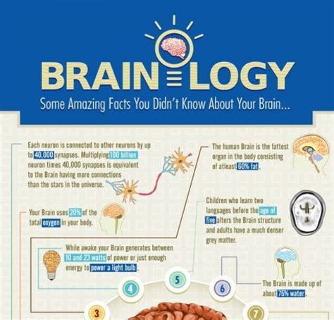 Infographic The Fascinating Brain 5 Amazing Facts Knowledgeone Riset