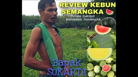 Review Kebun Semangka 🍉 Bapak Sukardi Petani Sukses Menanam Semangka