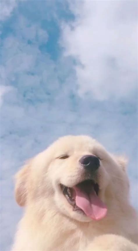 Aesthetic Puppy Desktop Wallpaper Pets Lovers