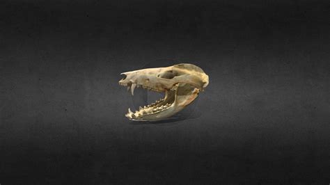Virginia Opossum Skull Download Free 3d Model By Rmap Vancouver