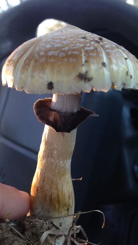 Psilocybe Cubensis Id Request Mushroom Hunting And Identification