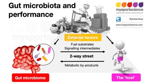 Does The Gut Microbiota Play A Role In Exercise Performance Part 1