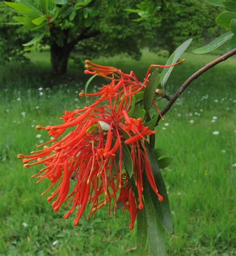 The chilean flame tree and we have some for sale! GroovyGarden: Embothrium coccineum