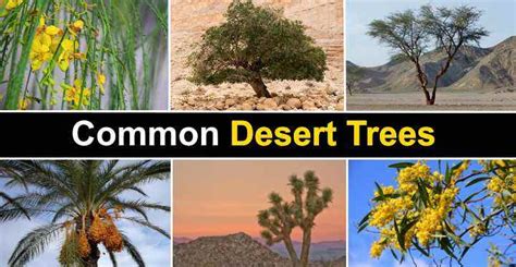 The Best Desert Trees With Pictures And Names