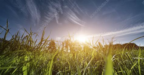Meadow Low Angle View Stock Image F0214613 Science Photo Library