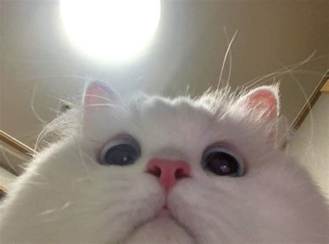 When You Accidentally Open Your Front Camera Cute Cats Cute Baby