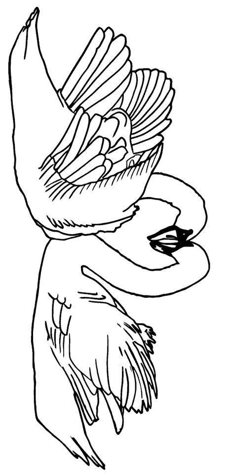 Swans Coloring Pages Coloring Home