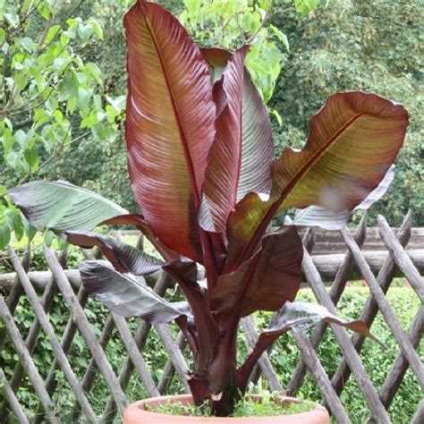 Polynesian Produce Stand ~red Abyssinian Banana~ Ensete Ventricosum