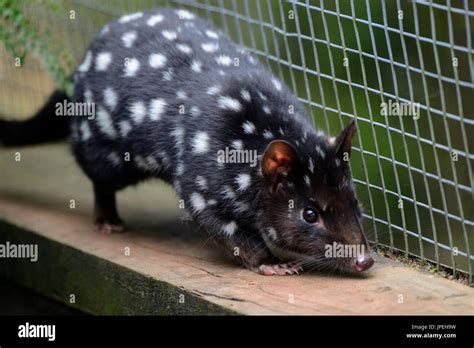 Endangered Spotted Eastern Quoll In A Breeding Programme At The