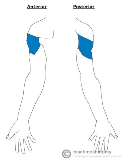 The Axillary Nerve - Course - Motor - Sensory - TeachMeAnatomy