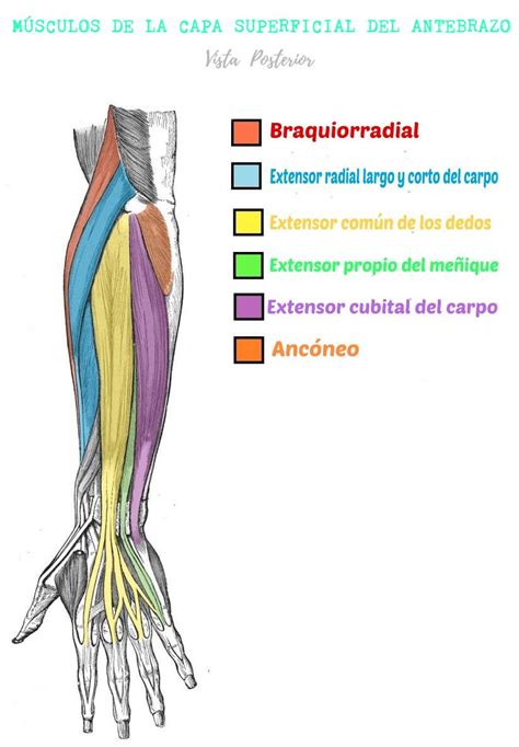 Músculos Del Compartimento Posterior Del Antebrazo Profundo Y