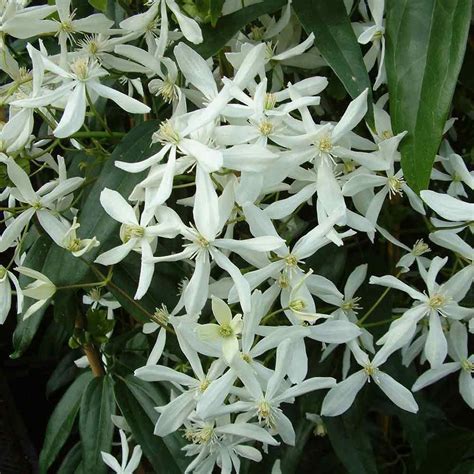 Clematis Armandii One Of The Best Evergreen Climbing Clematis With