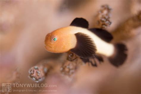 Blackfin Coral Goby Paragobiodon Lacunicolus Lembeh Strait