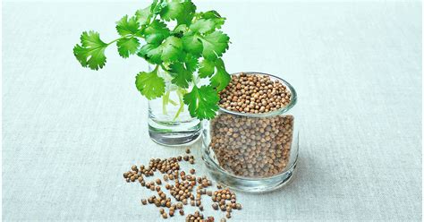 Older, larger cilantro leaves also tend to be more bitter in flavor, making the herb less desirable if it is left to grow out. 8 Surprising Health Benefits of Coriander