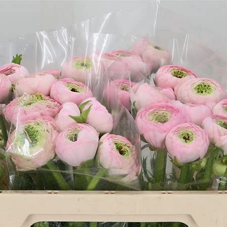 Ranunculus Success 416 Pink 50cm | Wholesale Dutch Flowers & Florist ...