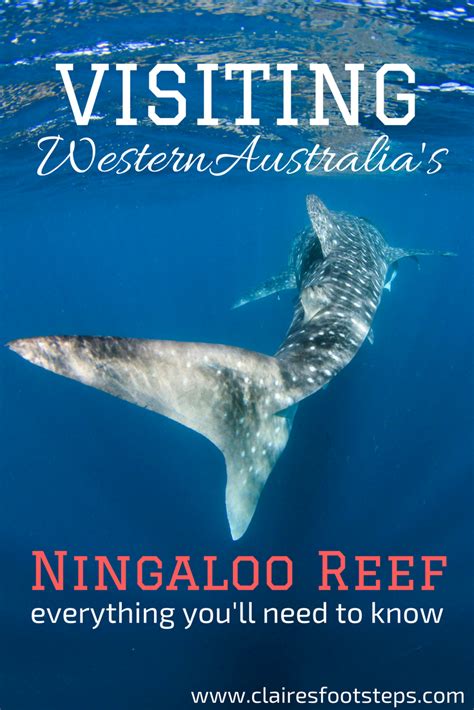Visiting The Ningaloo Reef Everything You Need To Know Claires