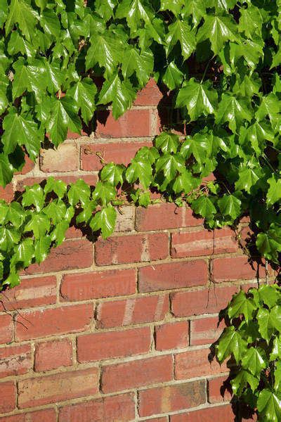 Ivy Growing On Brick Wall Stock Photo Dissolve