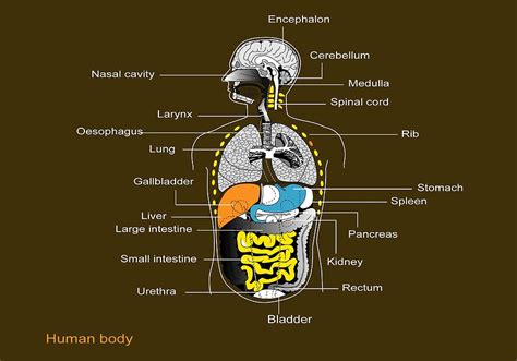 Human Internal Organs Diagram Photograph By Francis Leroy Biocosmos