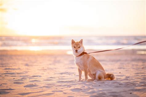 How To Responsibly Bring Your Dog To The Beach Orange County Coastkeeper