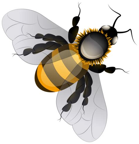 Bee Insect Bee Honey Bee Clipart Bee Clipart Animals Clip Art