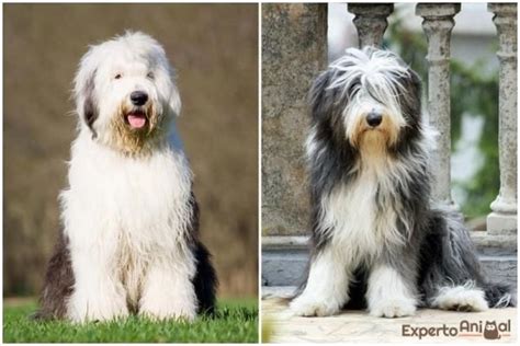 The Main Difference Between A Bearded Collie And An Old English