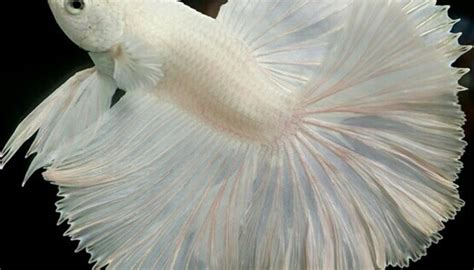 Albino Betta Fish Picture 11 Of 20 For Free Cell Phone Wallpaper