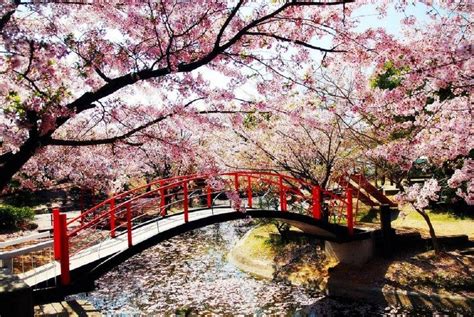 Japanese Bridge Wallpapers Top Free Japanese Bridge Backgrounds