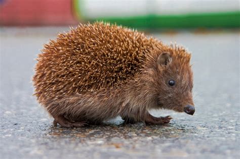 Hedgehog Animals Amazing Facts And Latest Pictures All Wildlife